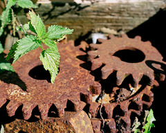 Old cogs