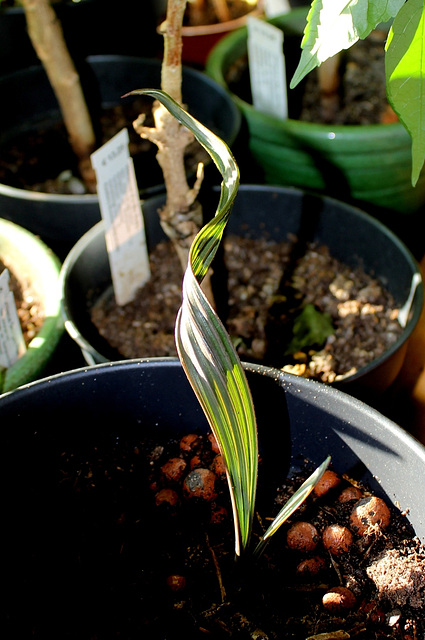 Bismarckia nobilis -7 mois
