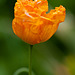 Poppies (4)