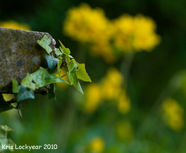 ivy and cowslips