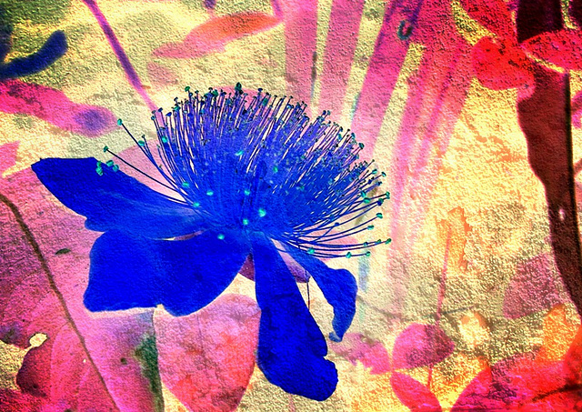 Montage - Fleur bleue