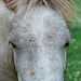 Lamer ponies (9)