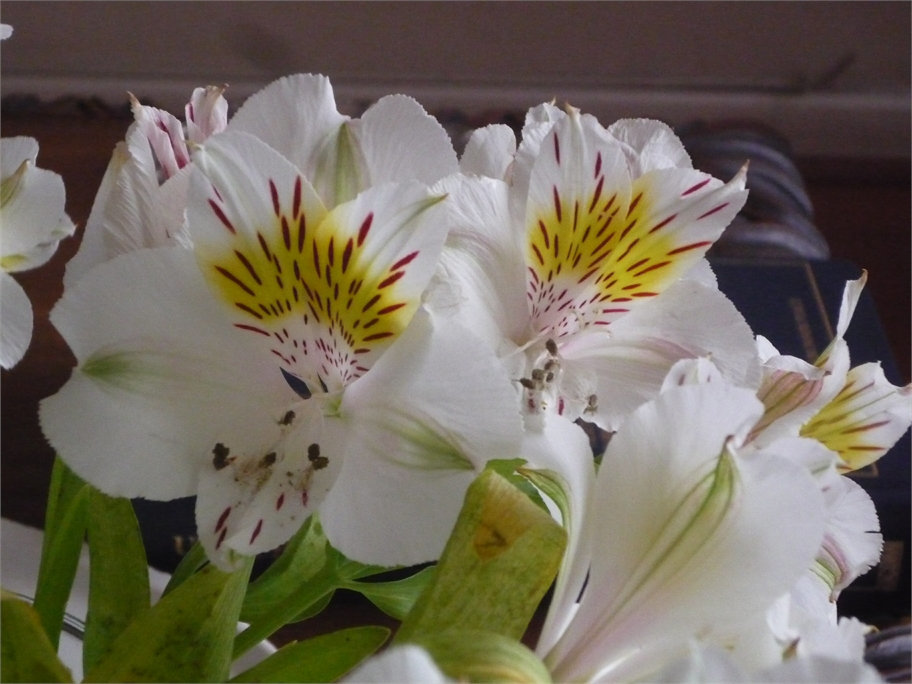 Flores blancas chilenas
