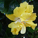 Flor tica amarilla 1
