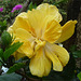 Flor tica amarilla 2