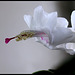 Schlumbergera blanc