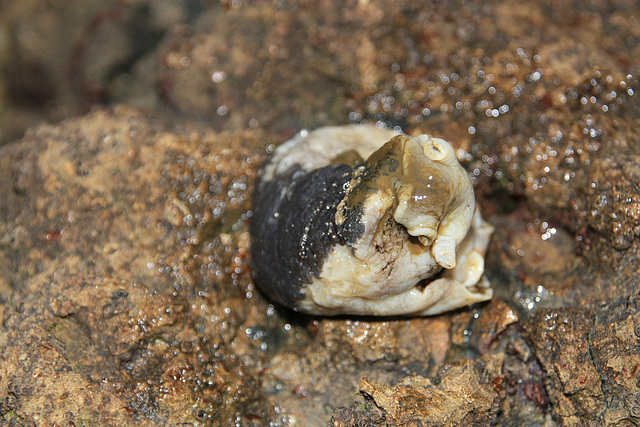 oleron !!!!!mollusque??????? oleron !!!!!mollusque???????