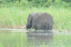 La elefanto banas en la lago dum manĝas la apudajn kreskaĵojn