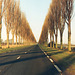 A long avenue of trees in France
