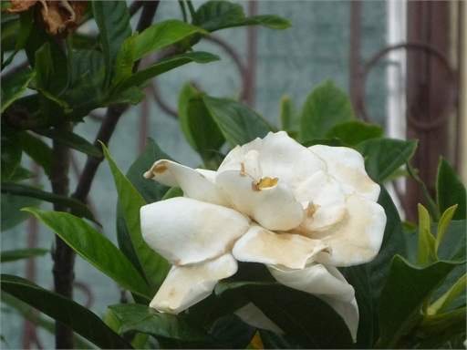 Gardenia blanca