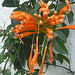 Flores campanas de Costa Rica