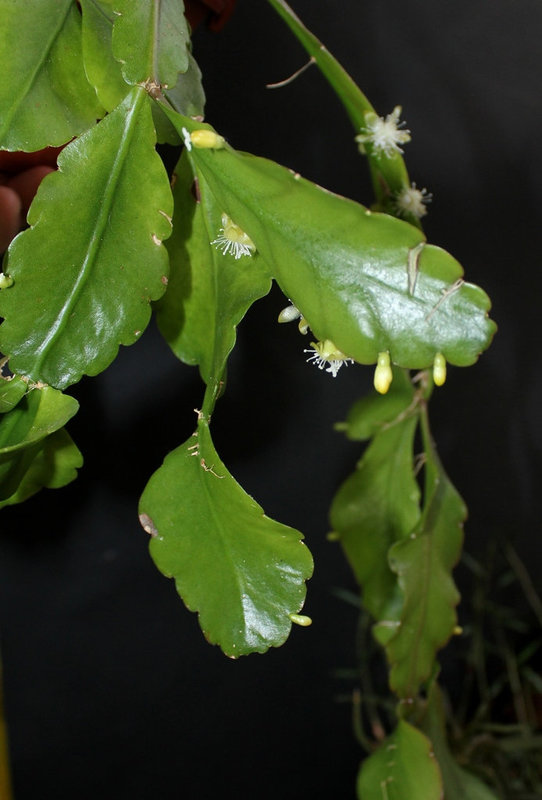 Rhipsalis pachyptera-floraison