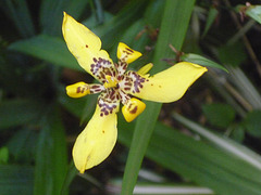 Flora amarilla 3 pétalos