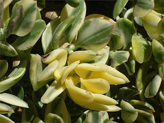 Otras flor amarilla de cactus