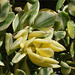 Otras flor amarilla de cactus