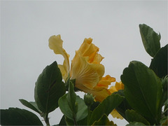 Flor amarilla pequeña