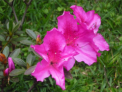 Flores rosadas intensas