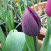 Lovely deep purple tulip