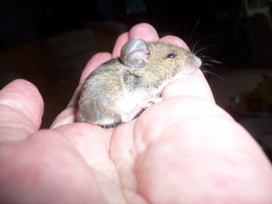 My hand looks huge with this tiny fieldmouse in it