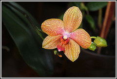 Phalaenopsis hybride 'Coral Sea'