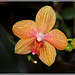 Phalaenopsis hybride 'Coral Sea'