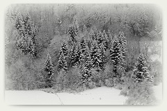 IMG 3080- paysage hivernal - version B&W