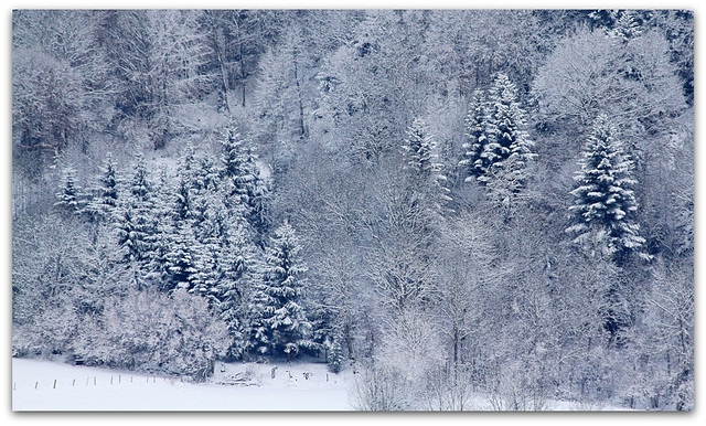 IMG 3083 -Paysage hivernal