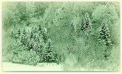 IMG 3083- Paysage hivernal-version verte avec vignettage