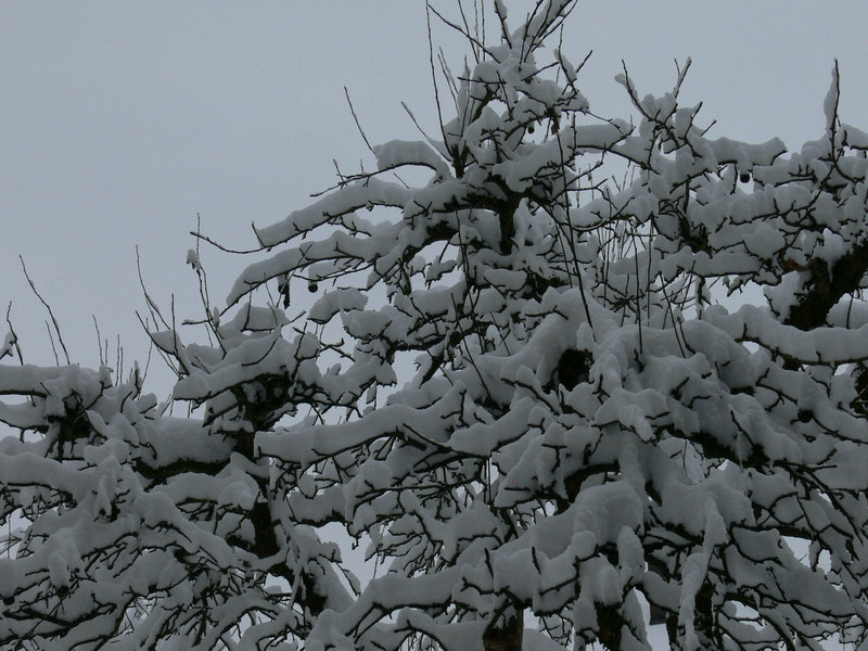 Schnee, Baum und Himmel