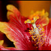 Hibiscus RS hybride 'Gerald Derr'