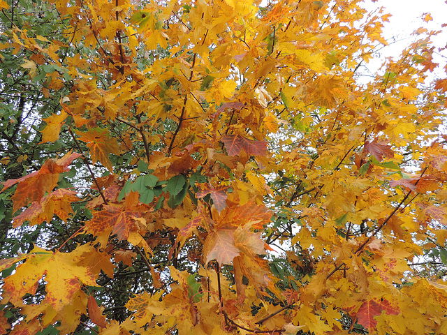 Herbst am Bodengeopfad - der Ahorn strahlt...