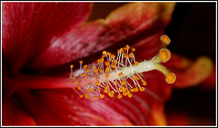 Hibiscus RS hybride 'Gerald Derr'