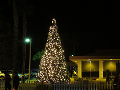 DHS Christmas Tree Lighting (1383)