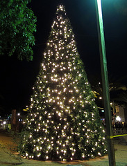 DHS Christmas Tree Lighting (1389)