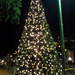 DHS Christmas Tree Lighting (1389)