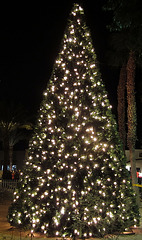 DHS Christmas Tree Lighting (1390)