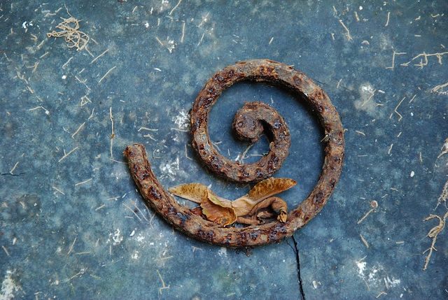 Squelette d'un escargot nourri aux épinards