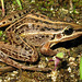 Leptodactylus gracilis Córrego Grande, FL, SC (J. L. Gasparini)