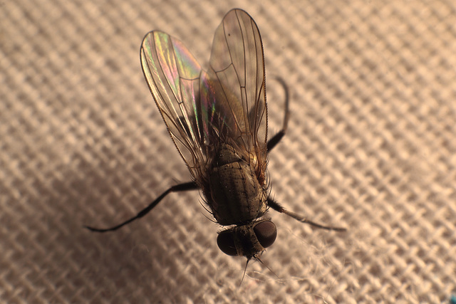 House fly (Musca domestica)