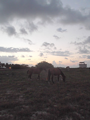 Chevaux levants / Rising horses / Caballos al amanecer - 21 avril 2012 / Éclaircie par Christiane / Lightened by Christiane.