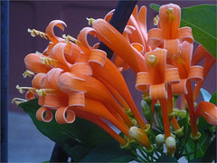 Flores de intenso color naranja