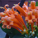 Flores de intenso color naranja