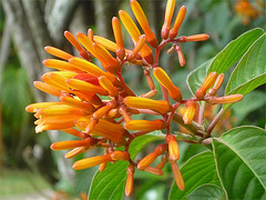 Flores rojas costaricenses (ticas) 1