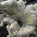 Krater-Kaktus