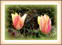 Duo de tulipes - Tulipes flammées