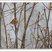 Pinson des arbres mâle , dans la neige