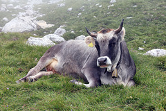 Glückliche Kuh oberhalb der Mayrlalm