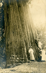 Cedar Tree Near Monroe, Washington
