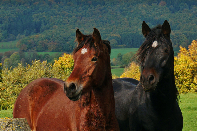 Connemara-Pferde