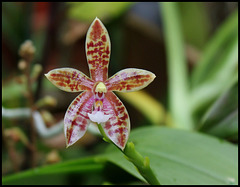 Phalaenopsis'Meen Estrella '= tetraspis x cornu-cervi var.thalebanii
